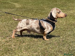Miniature Dachshund dogs Isabella dapple PRA clear DM clear OI CLEAR in Clacton-on-Sea - Advert 5