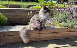 Maine Coon cats for sale: TICA Pedigree Maine Coon Female. - Image 5