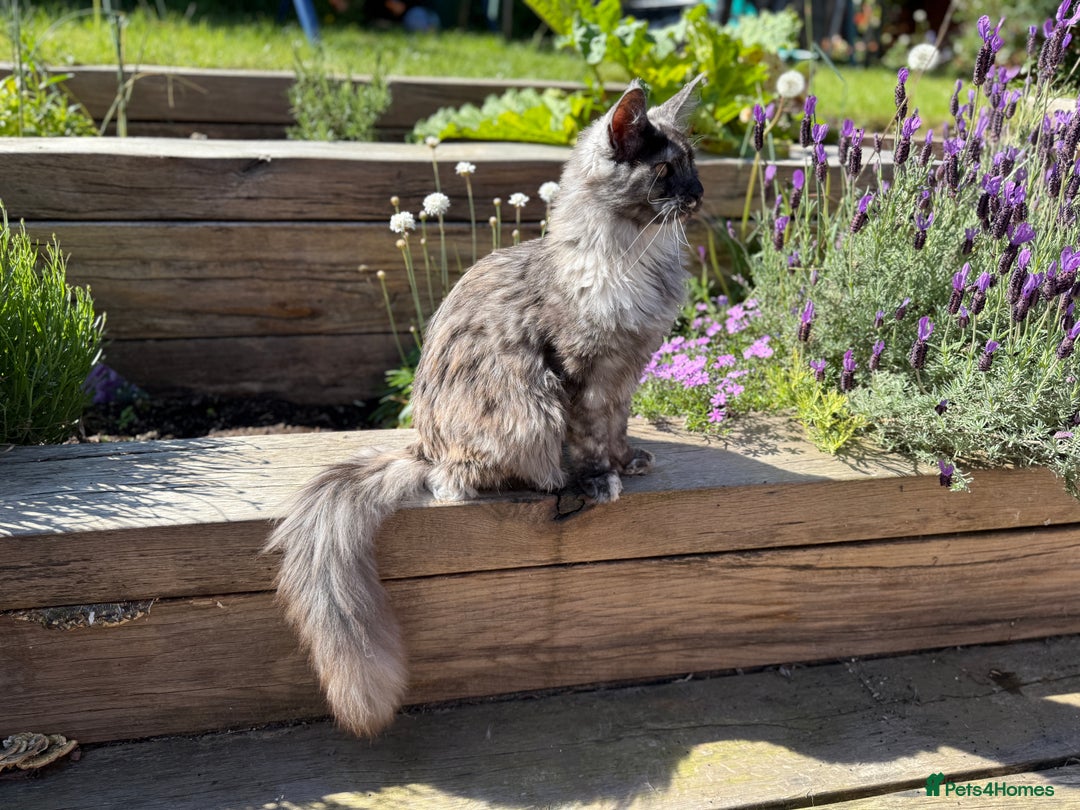 Maine Coon cats for sale: TICA Pedigree Maine Coon Female. - Image 5