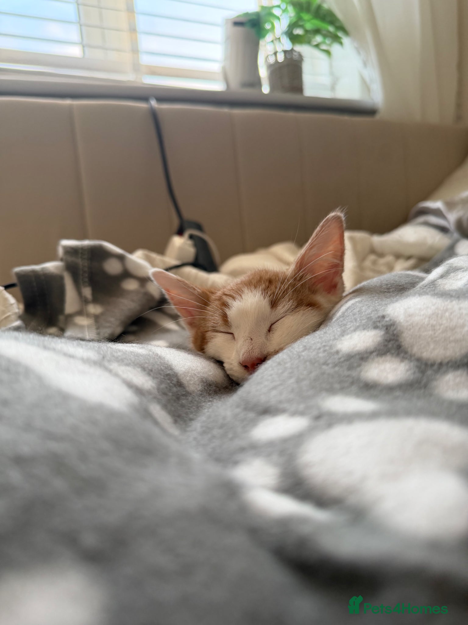 Mixed Breed cats for sale: Beautiful male kitten - Advert 4
