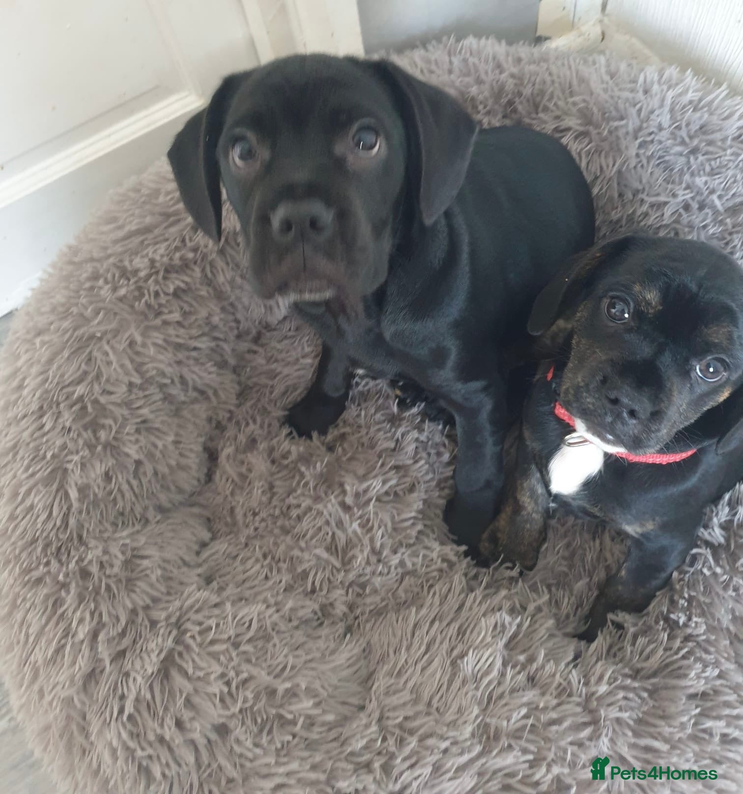 Mixed Breed dogs Frocker puppies for sale- ready to leave  - Advert 2