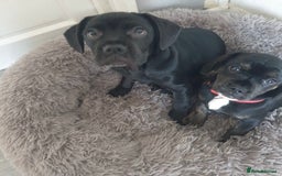 Mixed Breed dogs for sale: Frocker puppies for sale- ready to leave  - Image 1