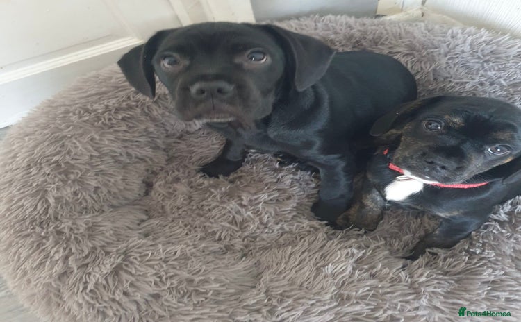 Mixed Breed dogs - Advert 2