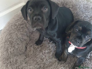 Mixed Breed dogs - Advert 3