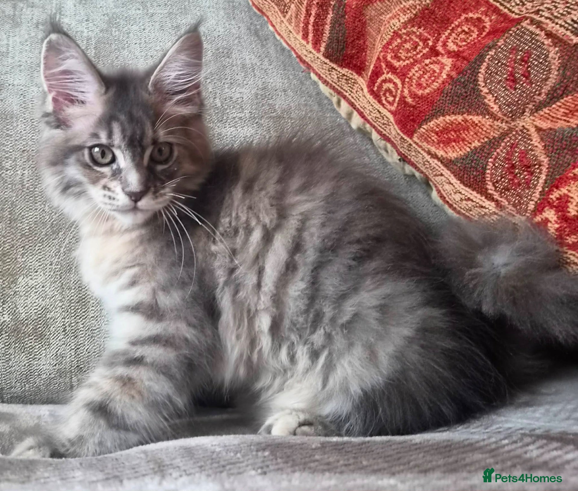 Maine Coon cats CHAMPION RUSSIAN LINE XXL Maine Coon, now 1.7kg  - Advert 15