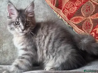 Maine Coon cats CHAMPION RUSSIAN LINE XXL Maine Coon, now 1.7kg - Advert 15