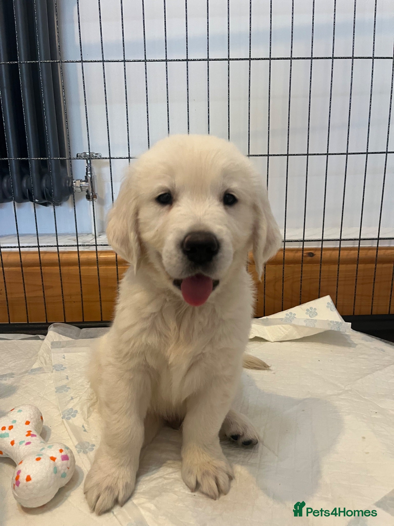 Golden Retriever dogs READY TO GO KC Old English Cream Golden Retrievers - Advert 1