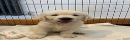 Golden Retriever dogs for sale: KC Old English Cream Golden Retrievers - Advert 1