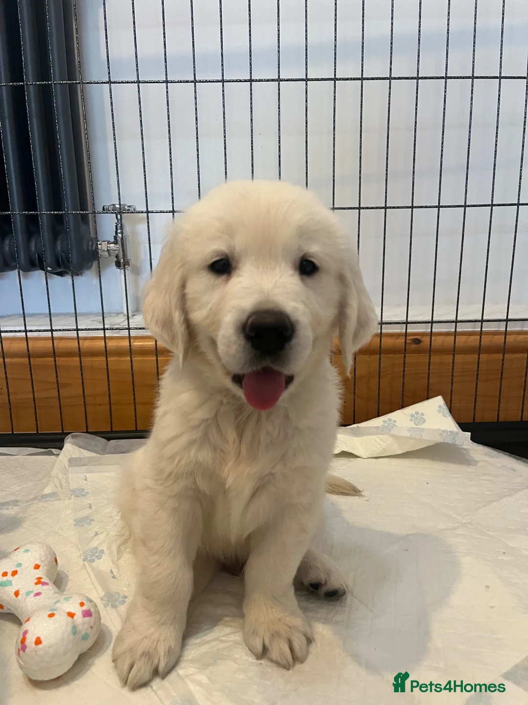 Golden Retriever dogs for sale: KC Old English Cream Golden Retrievers - Advert 1