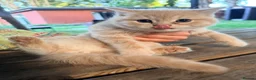 Scottish Fold cats for sale: Cute Scottish Fold Kittens 🐾 - Advert 12