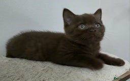 British Shorthair cats for sale: GCCF British Shorthair Kittens Champion Bloodline  - Image 14