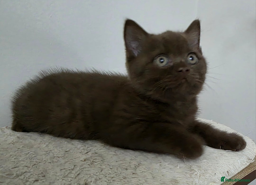 British Shorthair cats for sale: GCCF British Shorthair Kittens Champion Bloodline  - Image 14