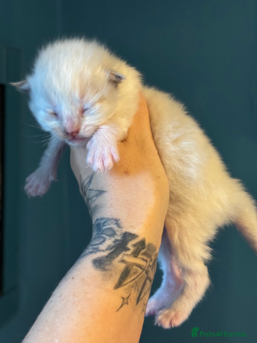Ragdoll cats for sale: Tortie flame mink sepia tica  - Image 9