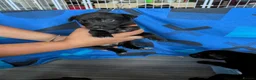 Mixed Breed dogs for sale: Huntaway puppies in need of a loving home - Advert 6