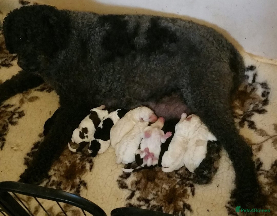 Labradoodle dogs for sale: Curly Coated Hypo-Allergenic Labradoodle Puppies   - Image 11