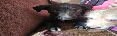 Mixed Breed 3