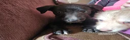Mixed Breed dogs for sale: Bedlington whippet greyhound  - Advert 19