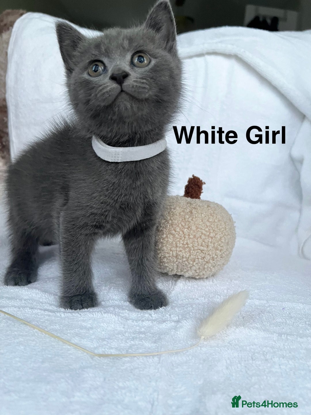 Mixed Breed cats for sale: Russian blue&British shorthair kittens  - Image 9