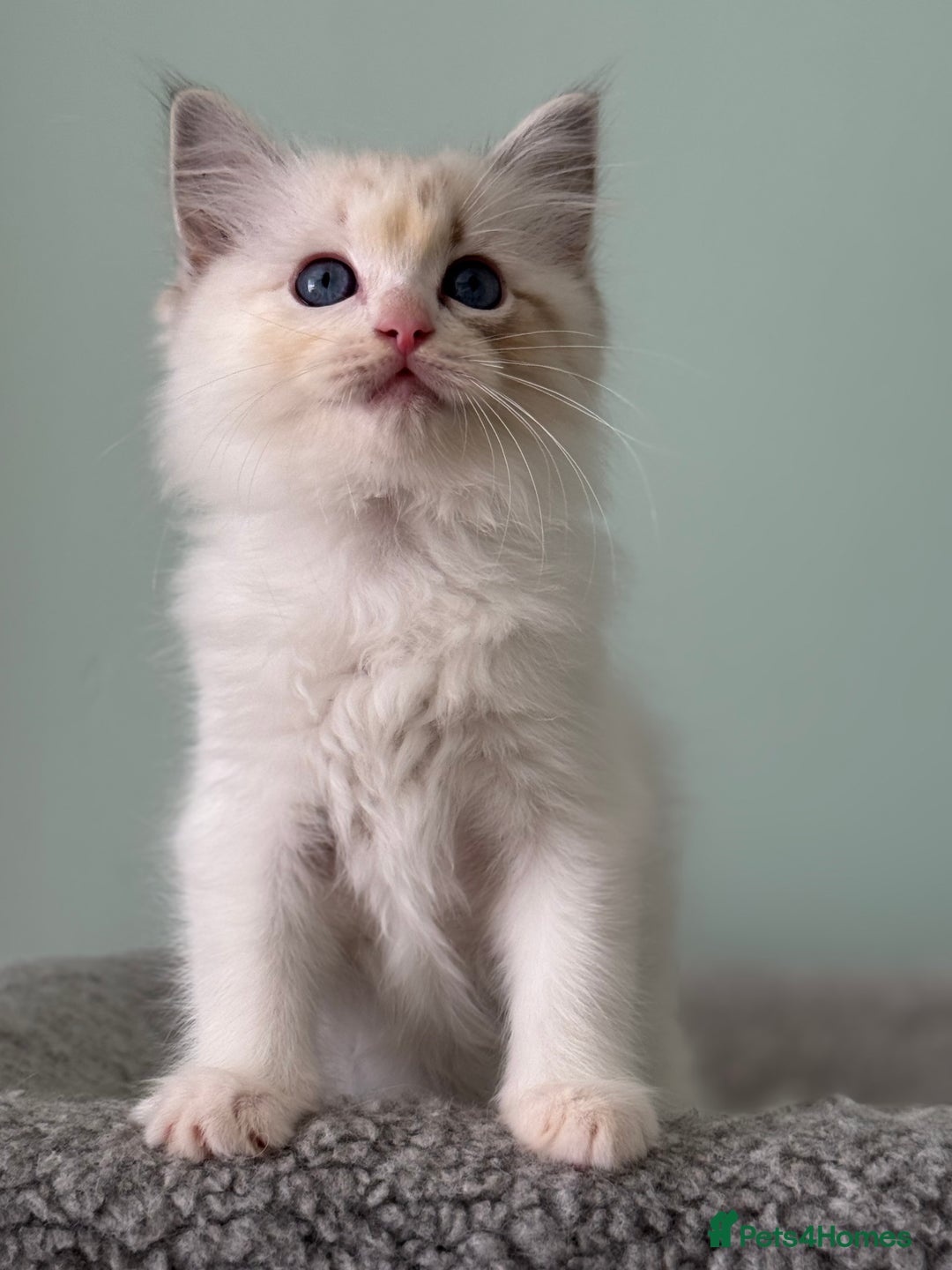 Ragdoll cats for sale: Super Affectionate Ragdoll Kittens Fife Reg - Image 19
