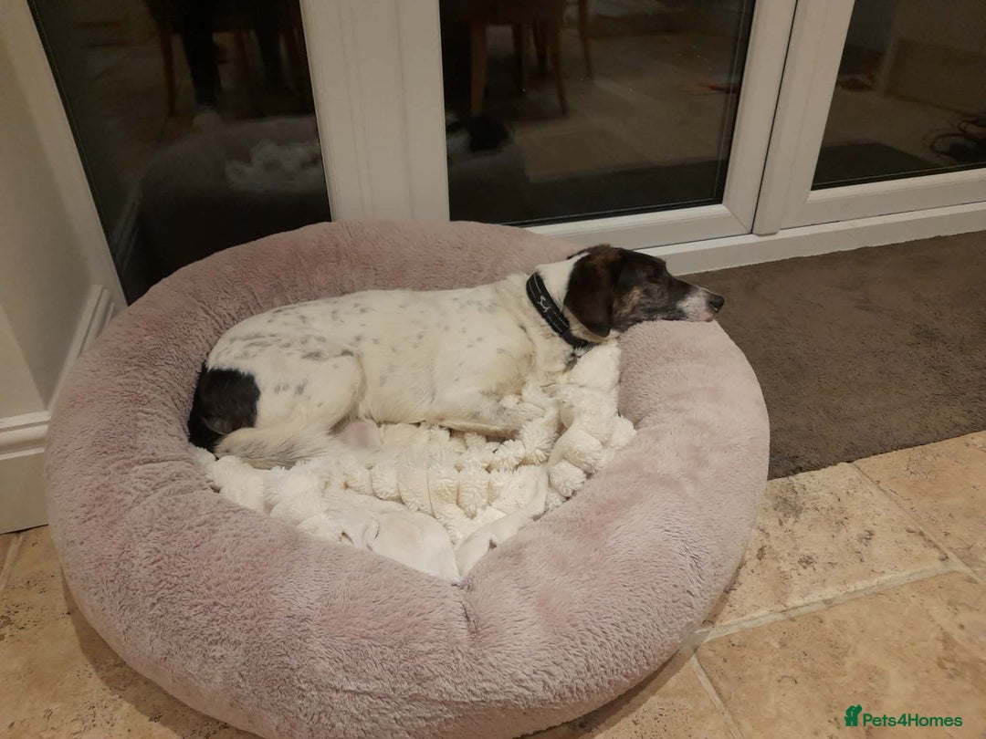 Mixed Breed dogs for adoption: Macy !  - Advert 7