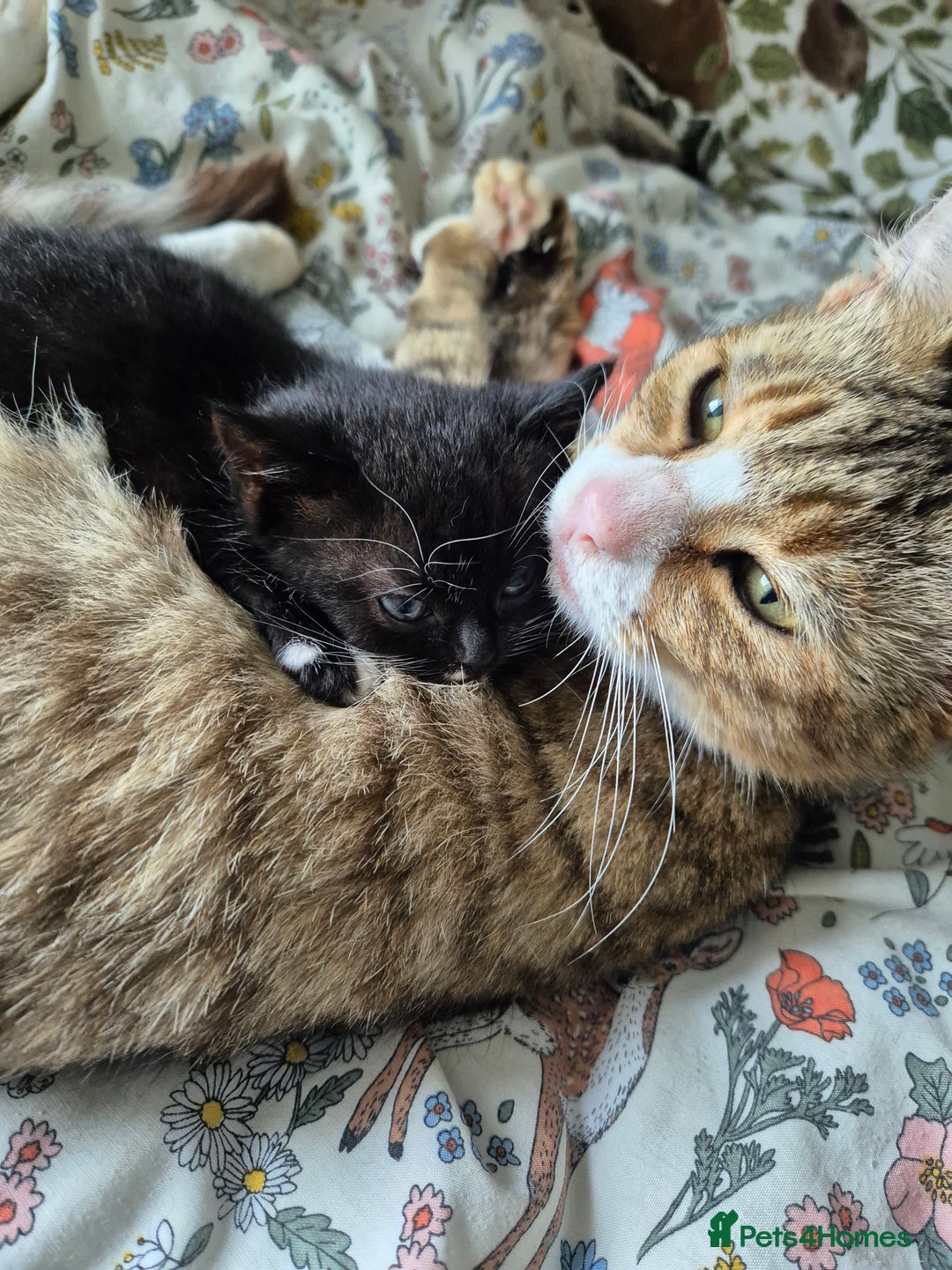 Mixed Breed cats for sale: Beautiful Kittens- Ready Now - Image 11