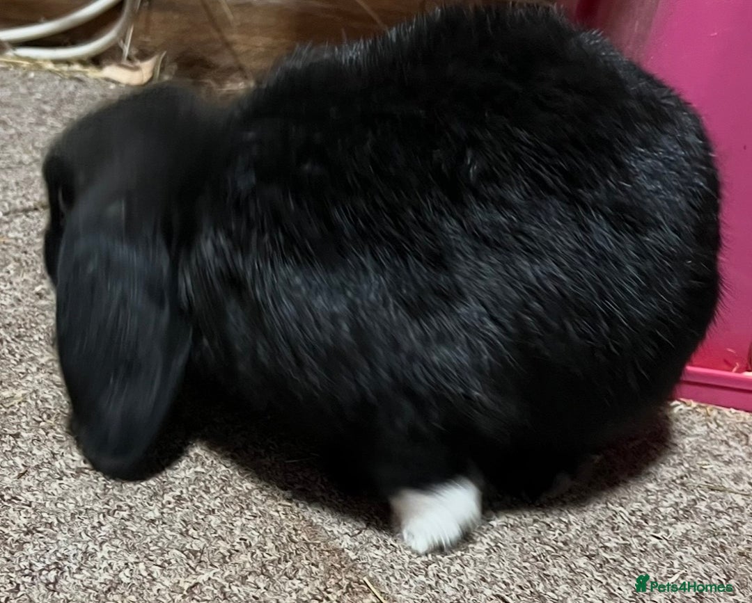 Mini Lop rabbits for sale: Mini lop rabbit NOW SOLD - Advert 11