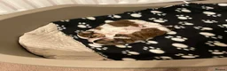 Shih Tzu dogs for sale:  🌟 2 Beautiful Female Puppies Ready Ready to go🌟 - Advert 10