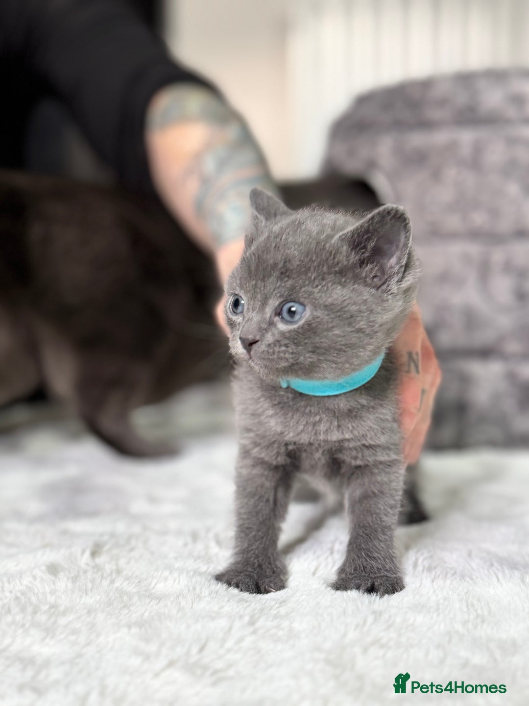 Russian Blue cats for sale: ✨ Russian Blue x British Shorthair Kittens ✨ - Advert 3
