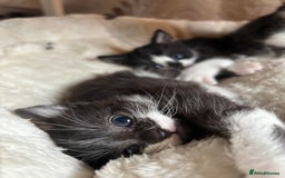 Mixed Breed cats for sale: 3 beautiful kittens looking for homes! - Advert 5