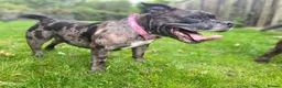 American Bully dogs for sale: Pocket bully  in Sunderland - Advert 4