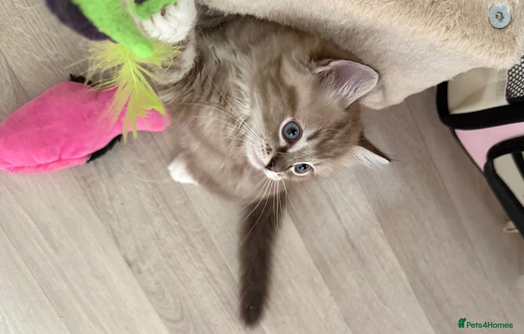 Ragdoll cats for sale: Mink Male Ragdoll - Image 1