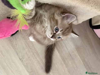 Ragdoll cats - Advert 20