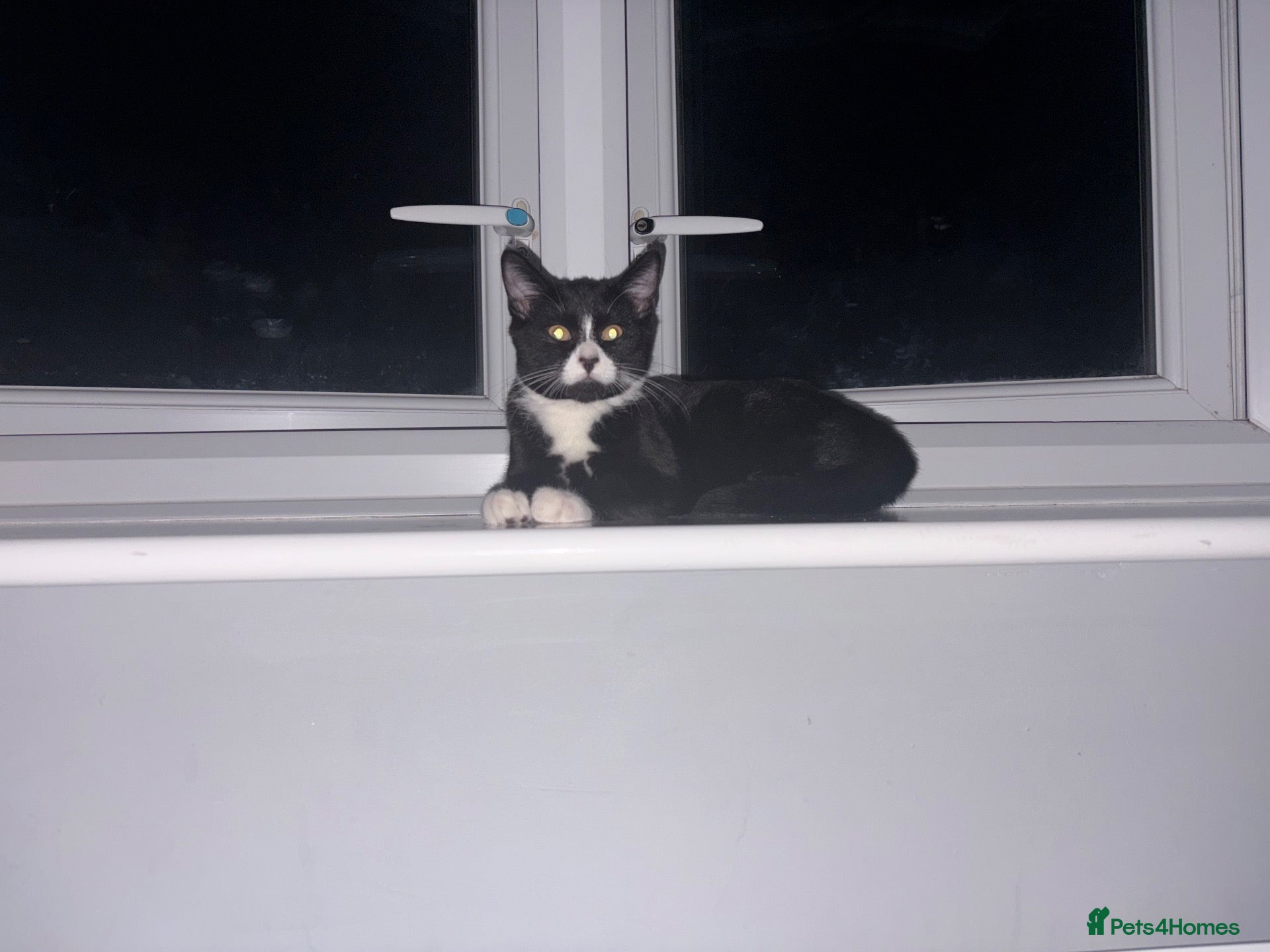 Mixed Breed cats Male cat  - Advert 1