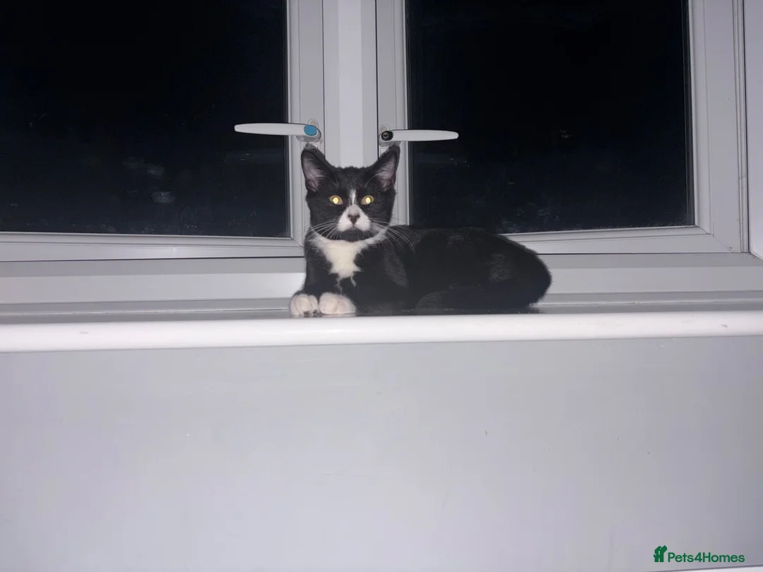 Mixed Breed cats for sale: Male cat  - Advert 1