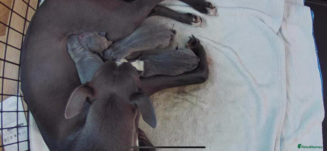 Mixed Breed dogs for sale: Whippet x Italian Greyhound Puppies  - Advert 5