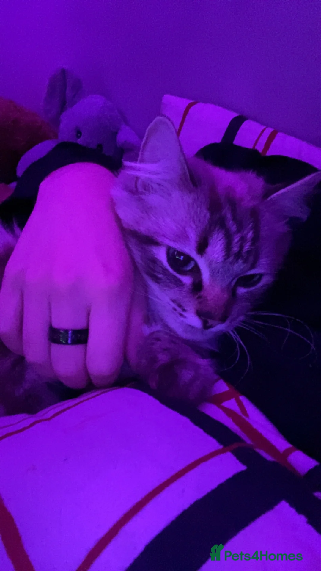 Ragdoll cats for sale: 1 Year Old Ragdoll Boy (+ Equipment) - Advert 3