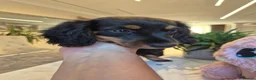 Miniature Dachshund dogs for sale: Beautiful Miniature Dachshund Ready to leave!♥️💙 - Advert 34