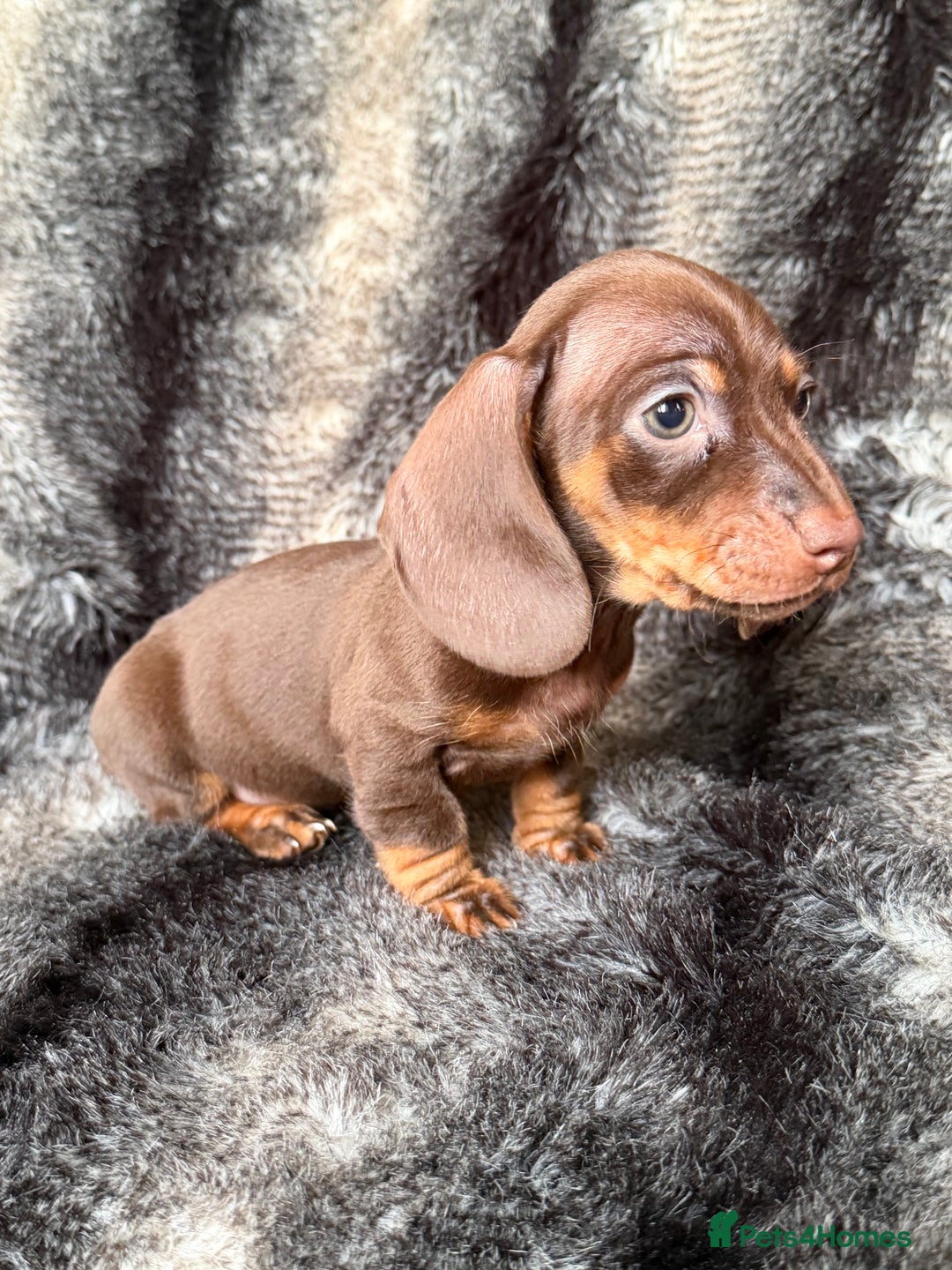 Miniature Dachshund dogs for sale: KC Registered Miniature Shorthaired Dachshund - Image 23