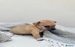 Chiweenie dogs for sale: ** chiweenie puppies  in Worcester - Image 11