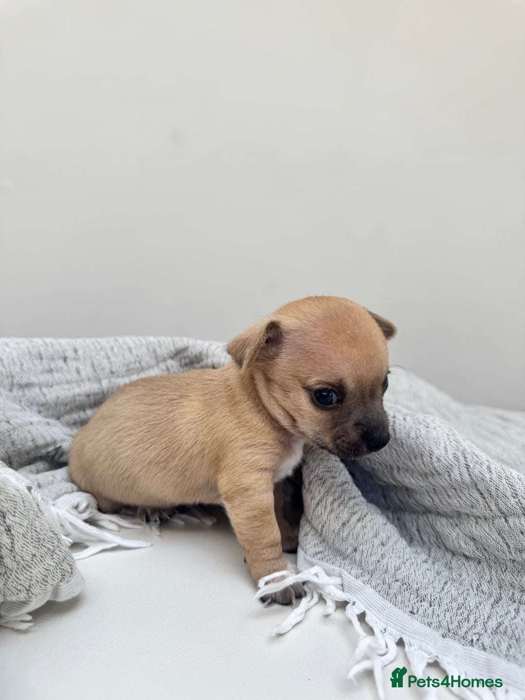 Chiweenie dogs for sale: ** chiweenie puppies  in Worcester - Image 11