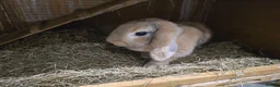 Mini Lop rabbits for sale: Gorgeous female mini lop rabbit up for sale - Advert 4