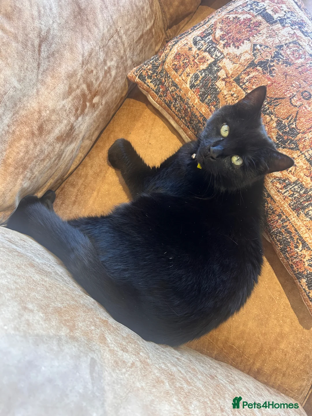 British Shorthair cats for sale: Super friendly cat - Advert 2