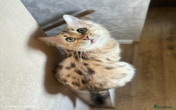 Bengal cats for sale: 💎Cashmere Bengal kittens (Bengal- Longhair) 💎 - Image 21
