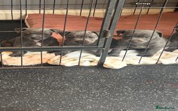 Staffordshire Bull Terrier dogs for sale: Blue Staffordshire bull terrier puppies  - Image 1