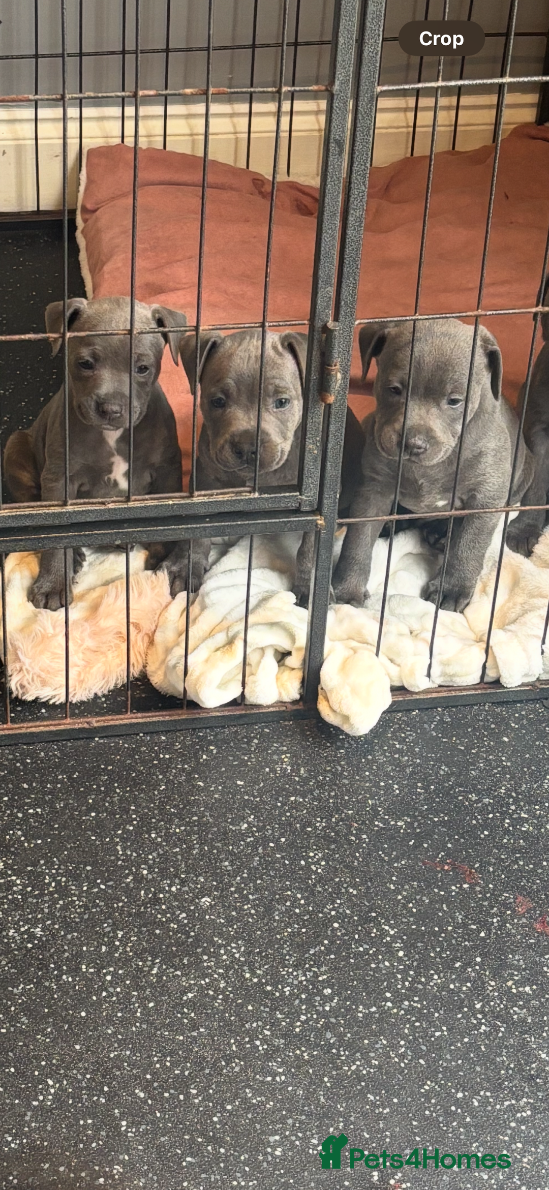 Staffordshire Bull Terrier dogs for sale: Blue Staffordshire bull terrier puppies  - Image 1