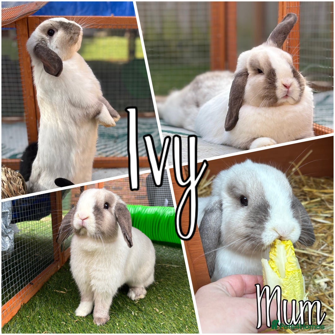 Mini Lop rabbits for sale: 4 beautiful mini lop babies - Image 8