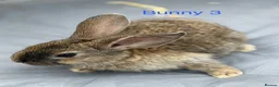Mini Lop rabbits for sale: Mini lop bunnies - Advert 9