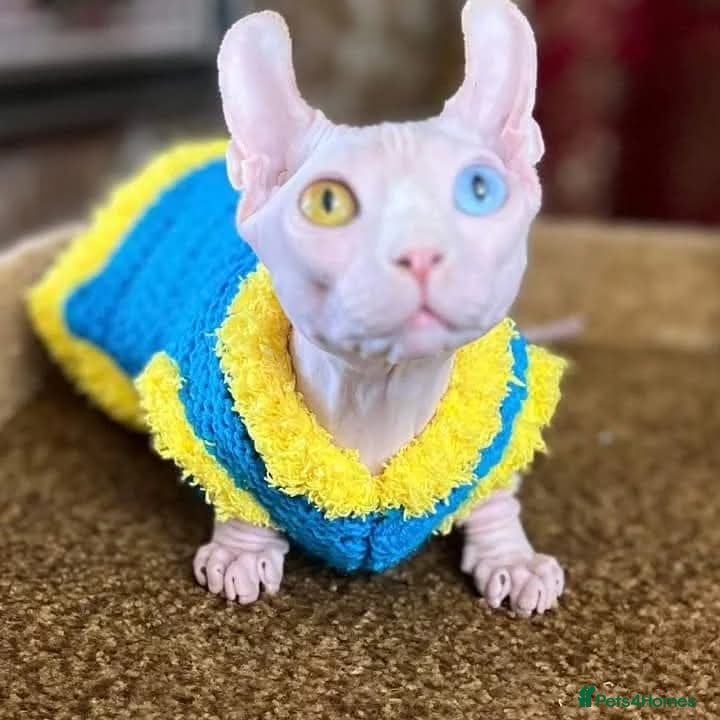 Sphynx cats Odd eyed white shpynx available elf ear . - Advert 17