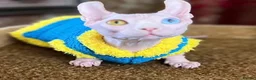 Sphynx cats for stud:   White Oddeyed elf , black green eyes shpynx  - Advert 2
