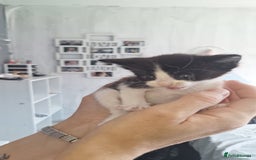 Domestic Shorthair cats for sale: Gorgeous kittens  - Image 6